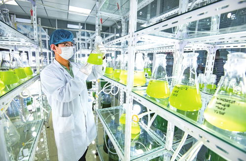 乐陵 地福来生物研发与推广并重,微藻肥田10万亩