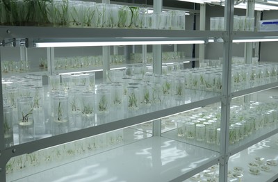 隆平生物技术(海南)