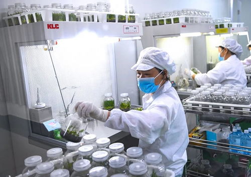 klc 植物工厂丨植物组培也需要呼吸洁净空气