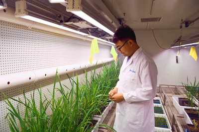 打造“北方种业之都”|舜丰生物:掌握核心技术,研发种子“芯片”